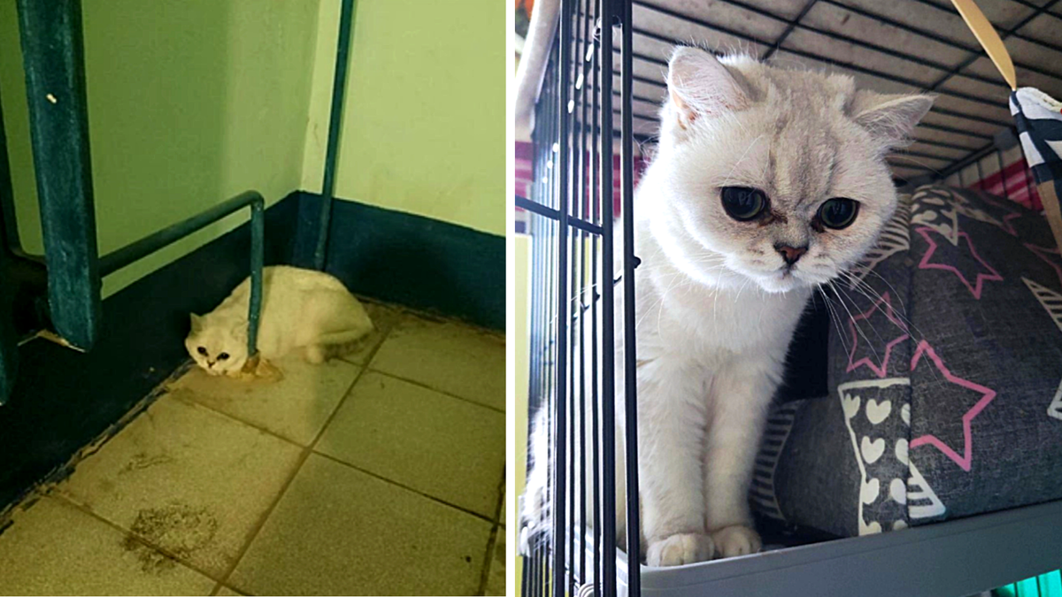 Этого забитого неухоженного котика нашли в подъезде. Британцы такого окраса (серебристая шиншилла) стоят около 50000 рублей. Однако котику это не помогло, он попал в приют.