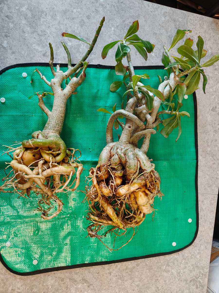 Кто теперь скажет, что у черенков не может отрасти привлекательная попка. 