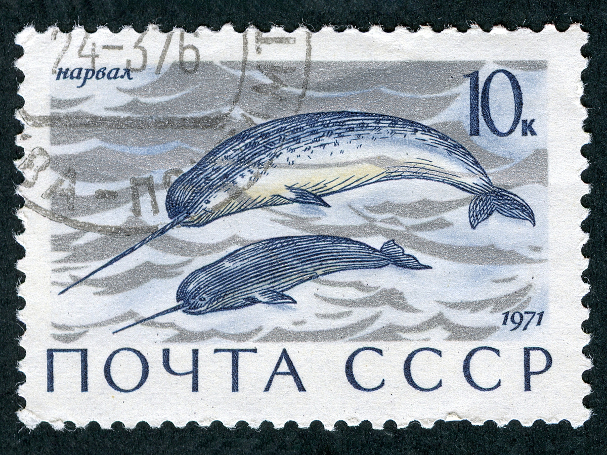 Почтовая марка с нарвалом, Почта СССР, общественное достояние