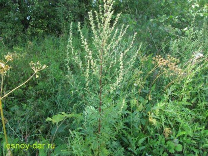 Полынь обыкновенная на обочине дороги (фото с блога "Лесная кладовая"