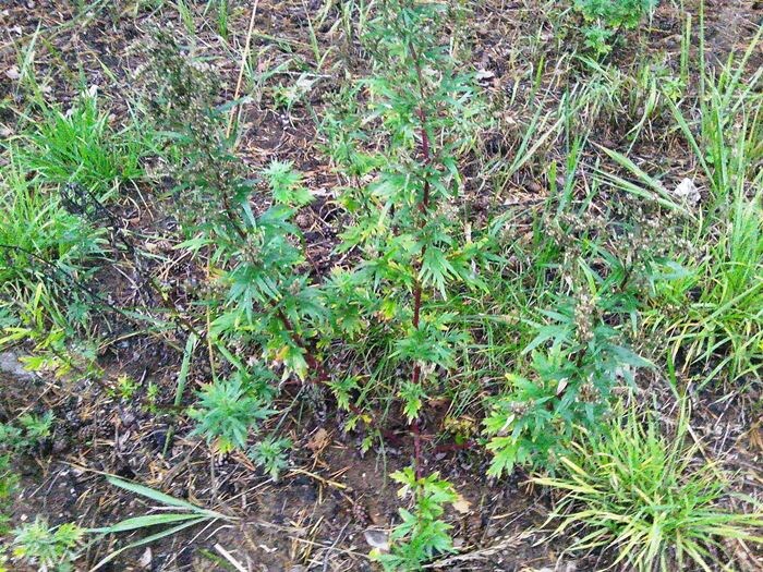 Тоже полынь обыкновенная (фото из архива автора)