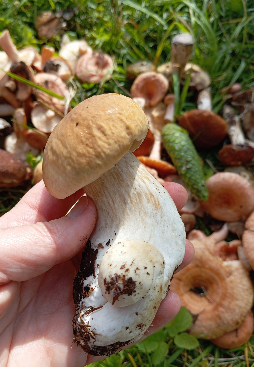 Беленький с малышом. 