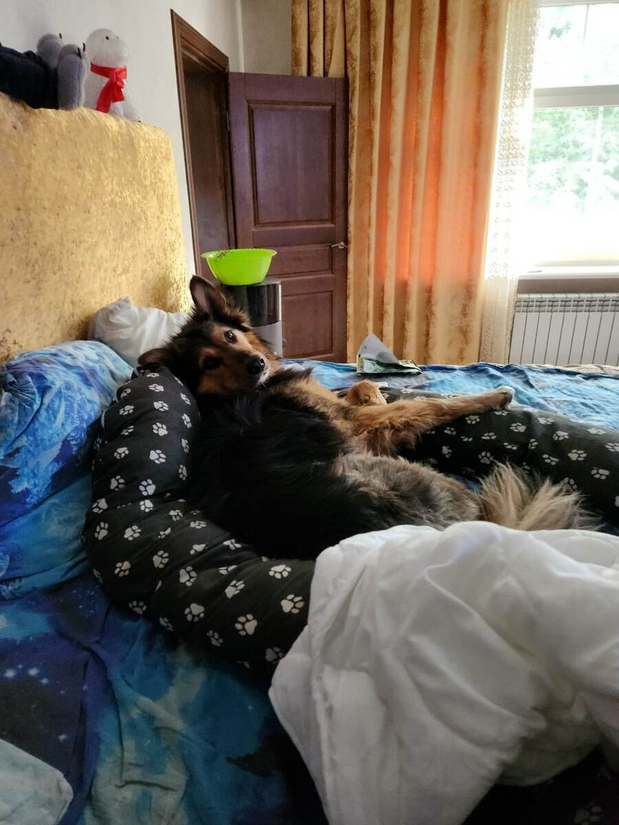 Пумба отдыхает на хозяйской постели♥️