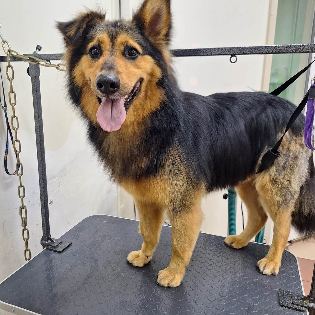 Пумба в "салоне красоты"♥️