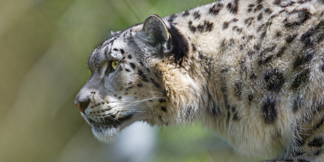 Ирбисы. Что можно найти в логове кошек-призраков.