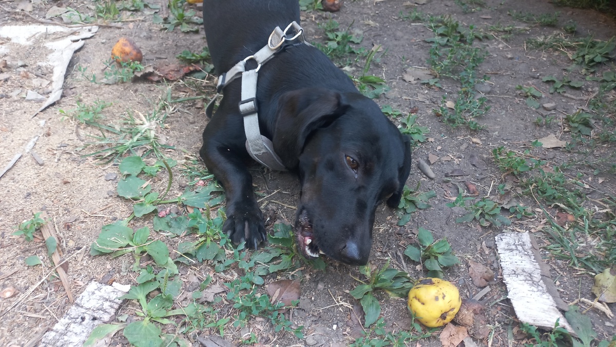 Сириус развлекается с вкусной говяжьей зубочисткой. Все фото в статье сделаны автором и принадлежет ему на условиях авторского права © 