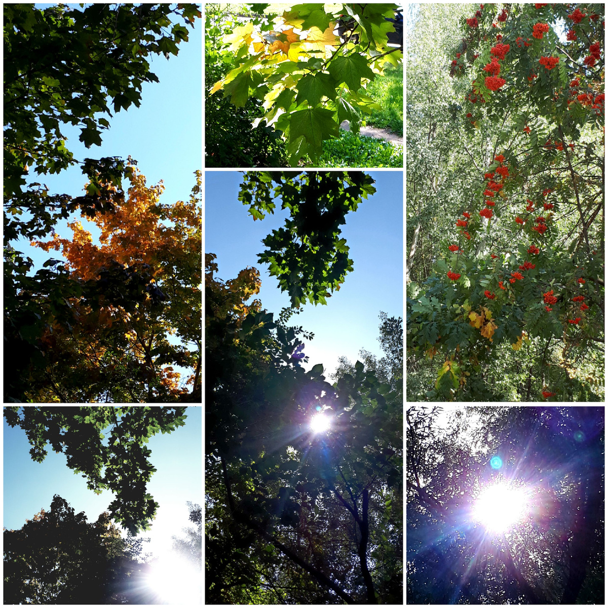 Коллаж автора 31.08.2025г.