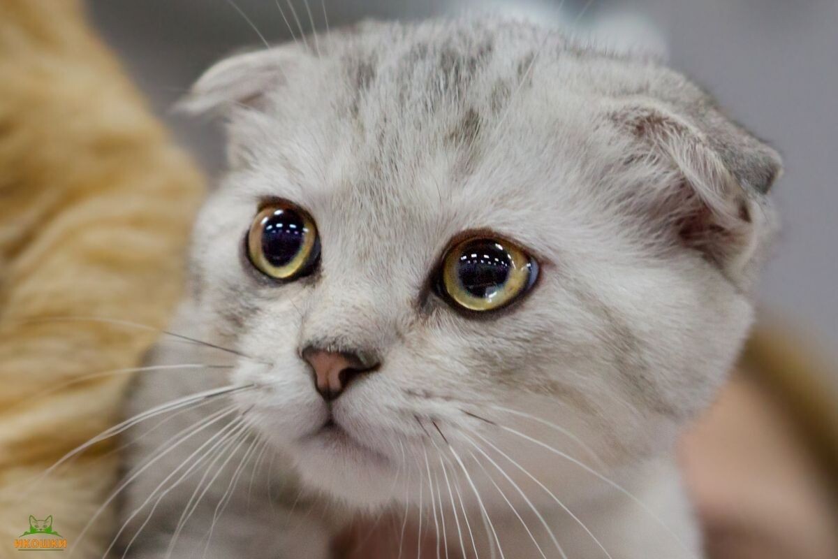 Грустный котик 