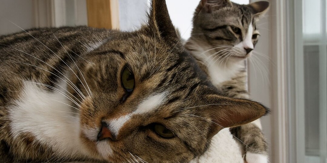 Я видела это десятки раз — как умирают кошки от лейкоза