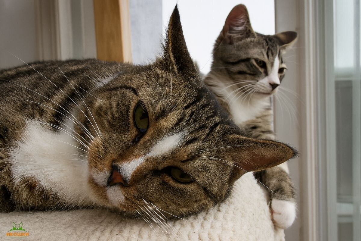 Сколько живут кошки с лейкозом