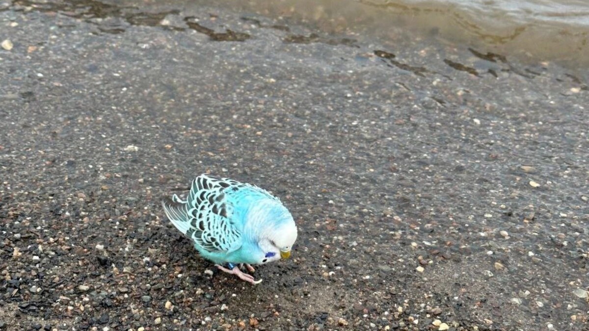    Фото: t.me/iapriuralye