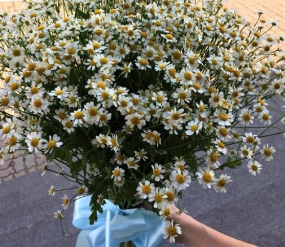 ромашки мелкие