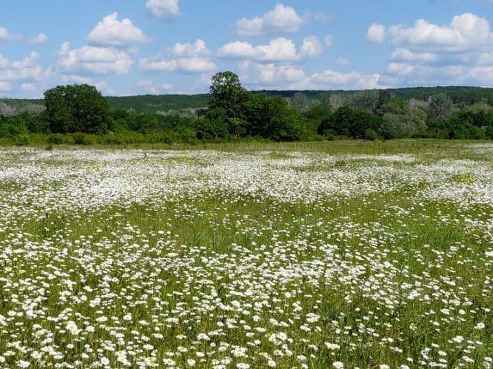 ромашковое поле