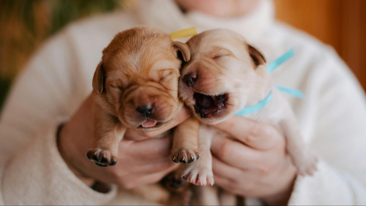    Если мать отказывается кормить малышей, хозяин берёт заботу на себя: специальная смесь и правильное кормление спасают жизнь.