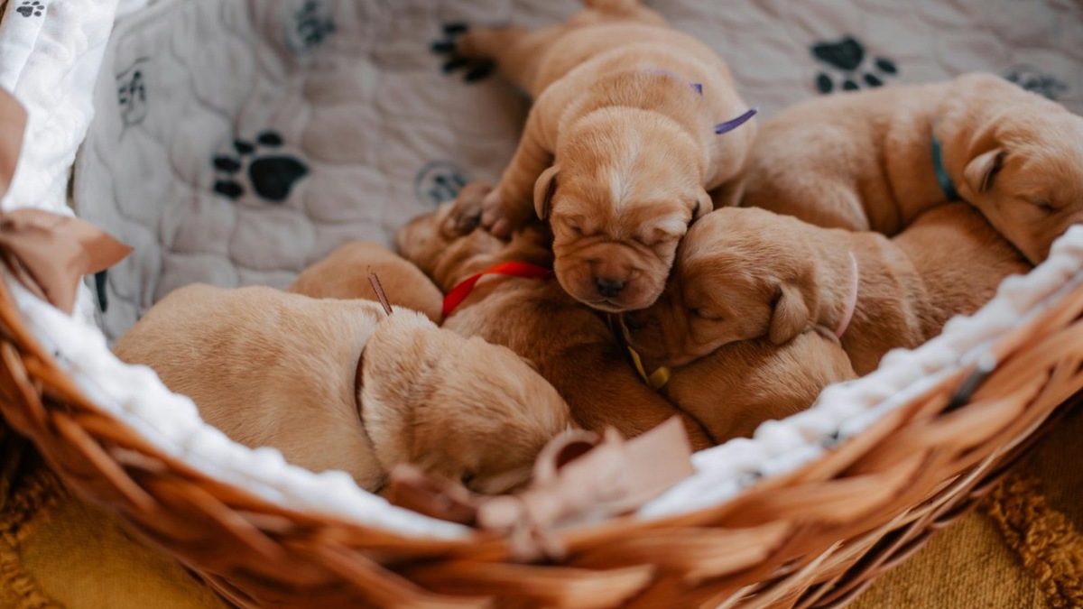    Тепло — главное условие для новорождённых щенков, ведь в первые недели они не могут регулировать температуру тела самостоятельно.