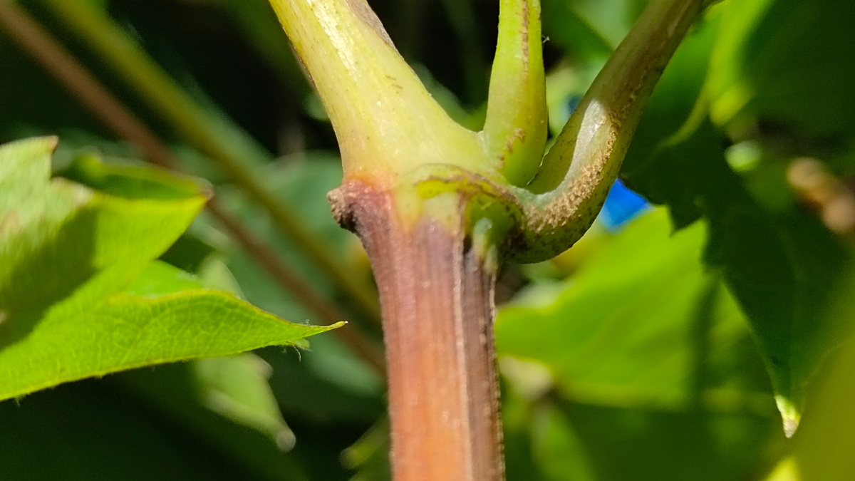 На фото отлично виден переход между вызревающей (коричневый цвет) и ещё на начавшей вызревать (зелёный цвет) лозой 