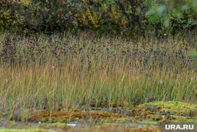    Нериюс Забляцкис считает наиболее важным заболачивание приграничных районов, заявил Карасин