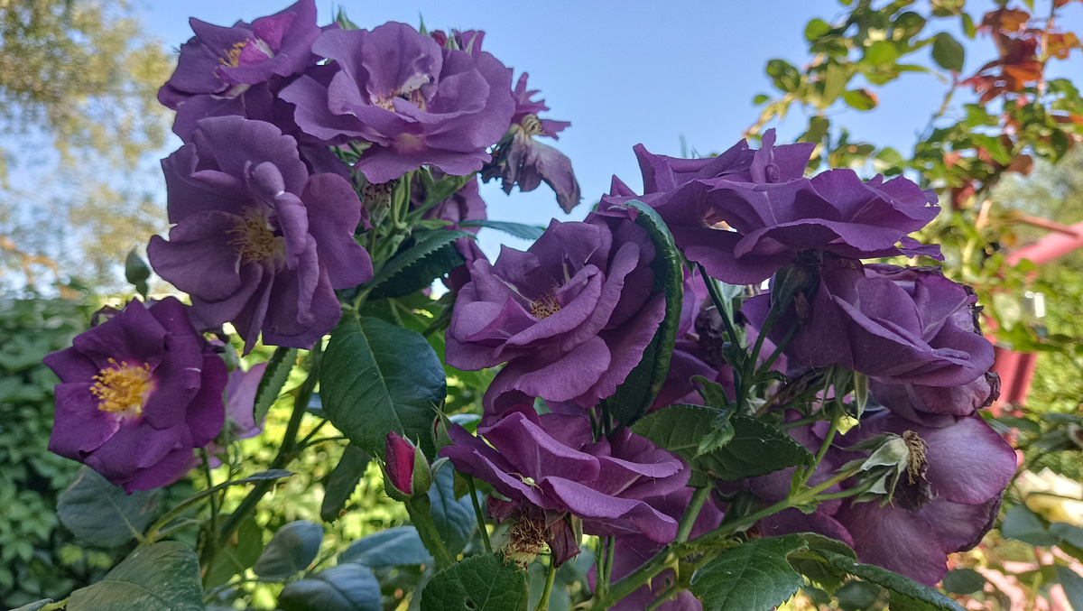 Рэпсоди ин Блю