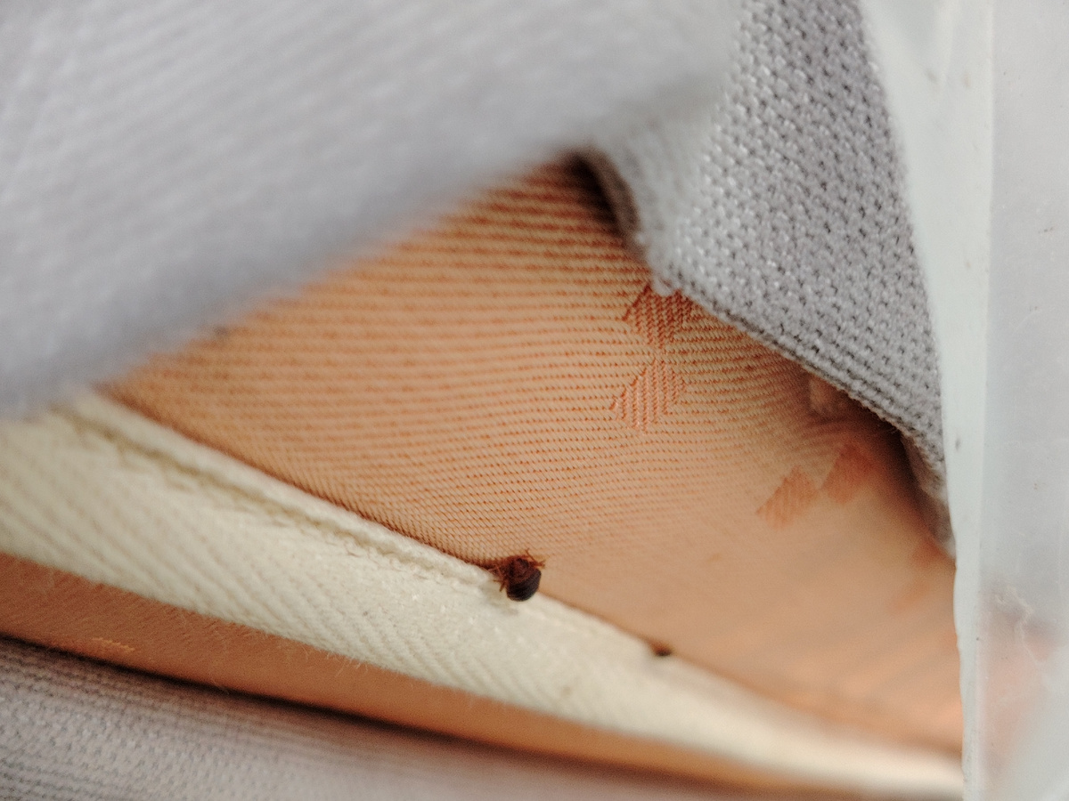 Живой клоп в матрасе. Фото, как выглядит