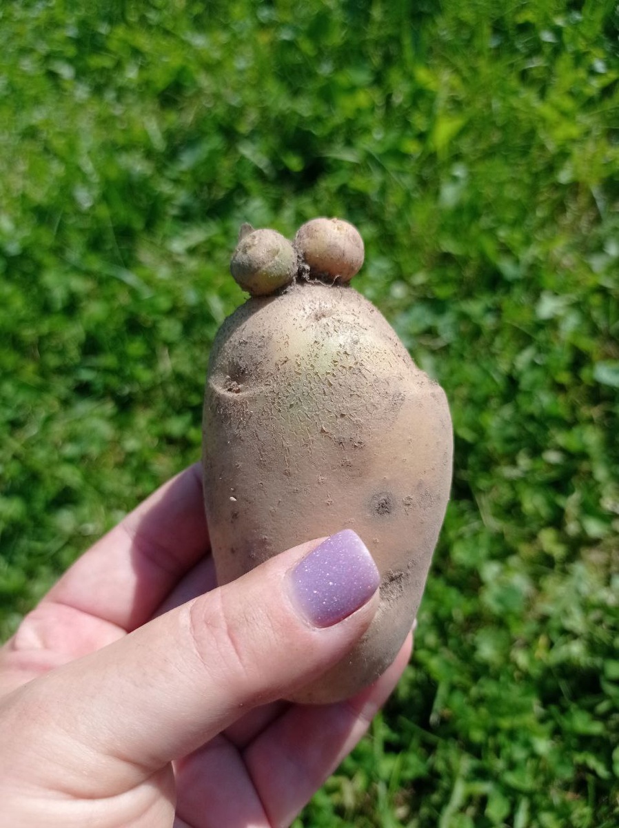 Картошка с ушками.