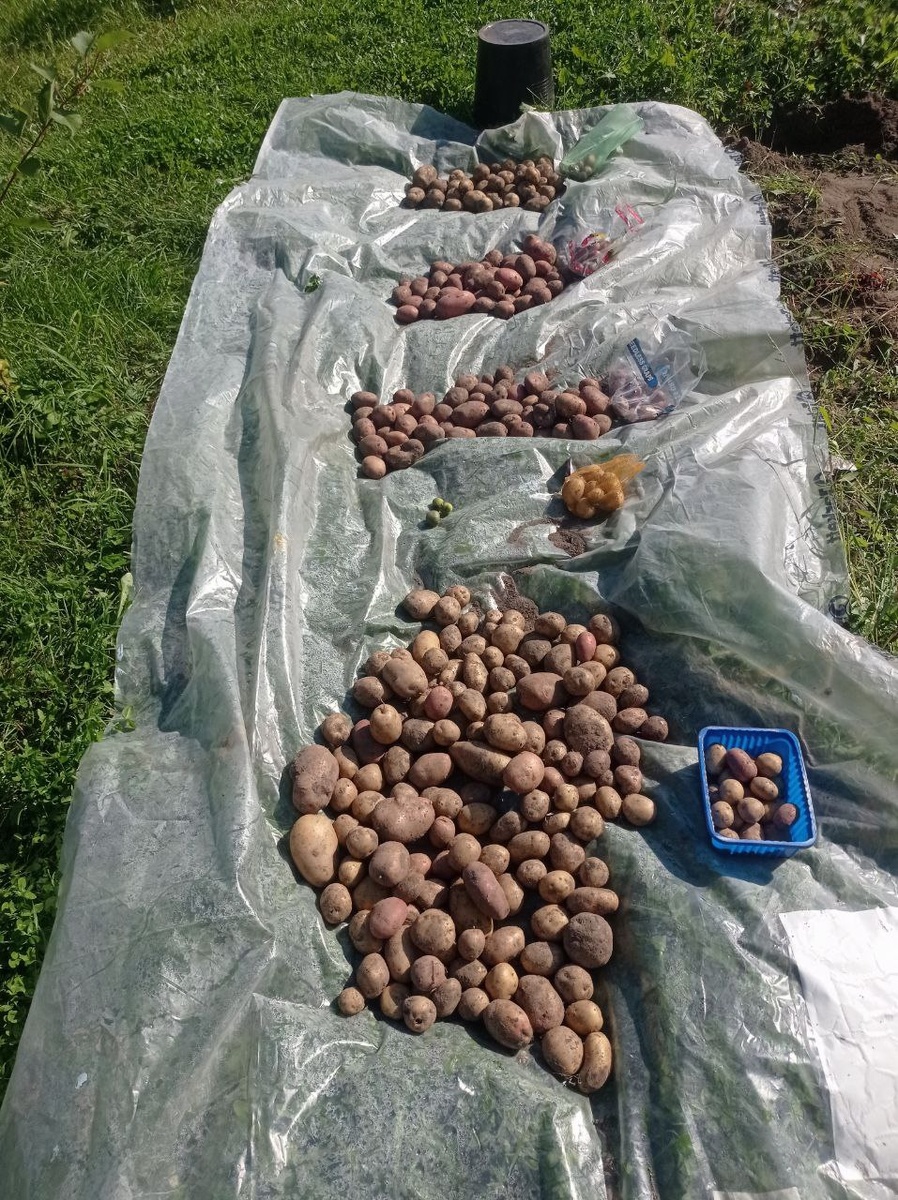 Урожай. На фотке нет той картошки, которую пожевал проволочник  - там примерно на полтора ведра набралось.