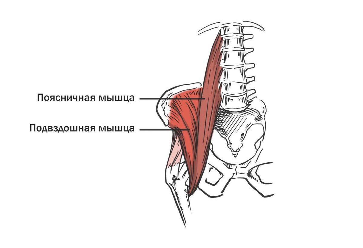 Изображение сгибателей 