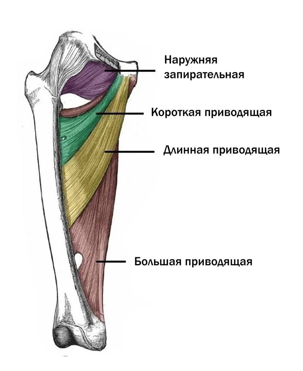 Изображение приводящих мышц 