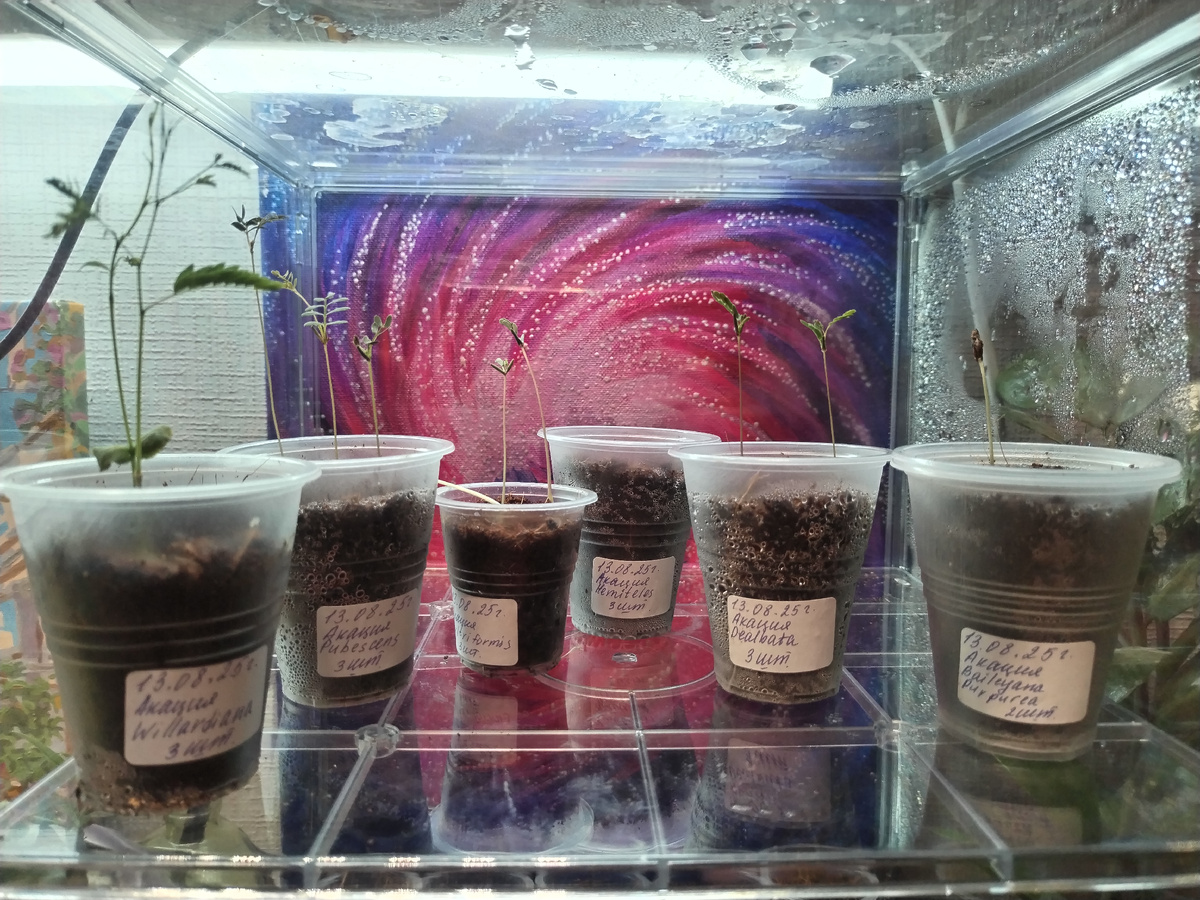 Моя будущая акациевая аллея! 🤗