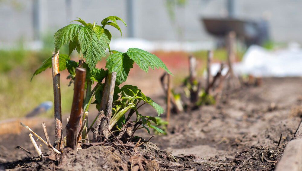 Пересадка малины осень, когда, как выбрать идеальное место