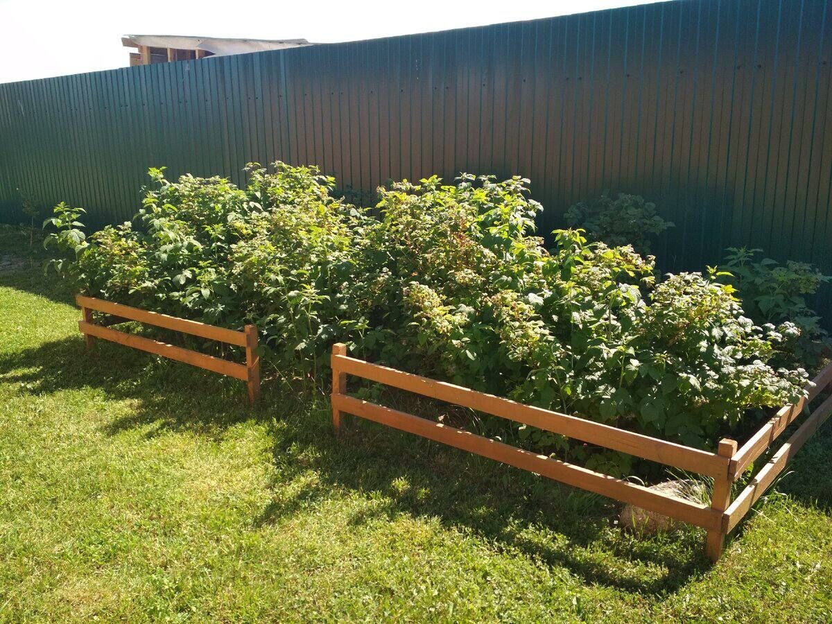 Выбор правильного места для малинника в сентябре, на дачном участке