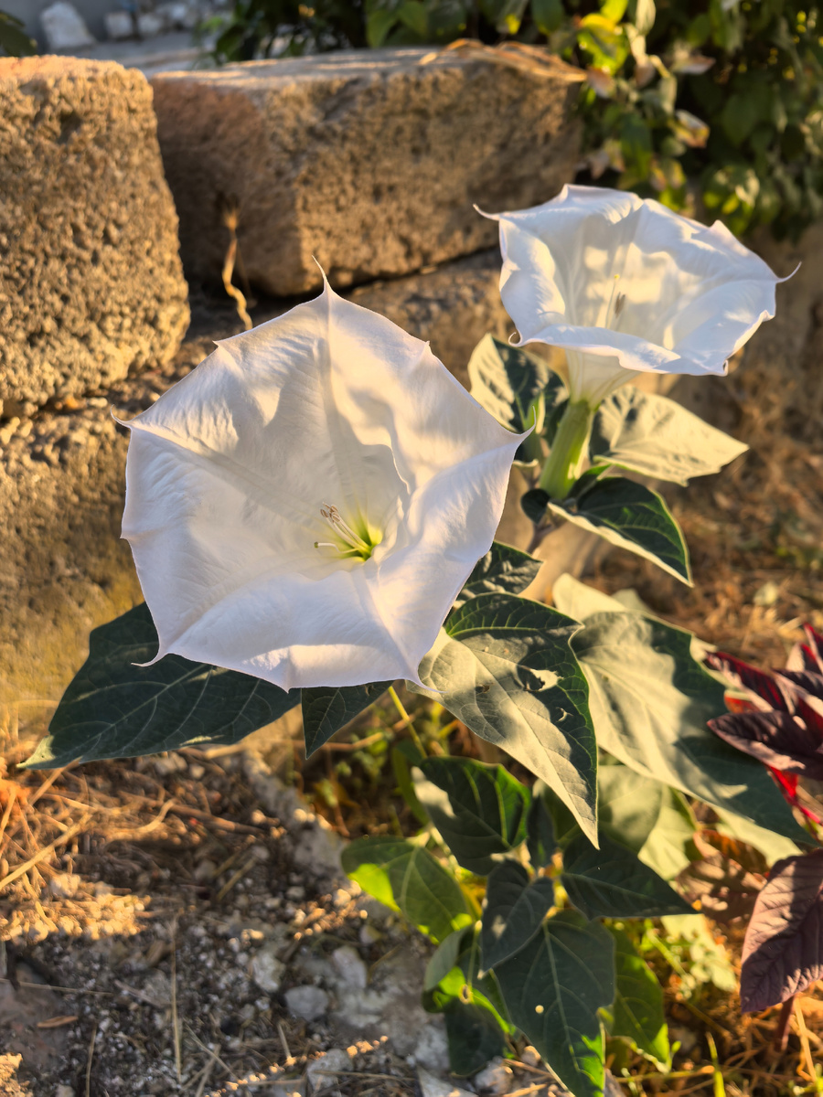 Утренний дурман