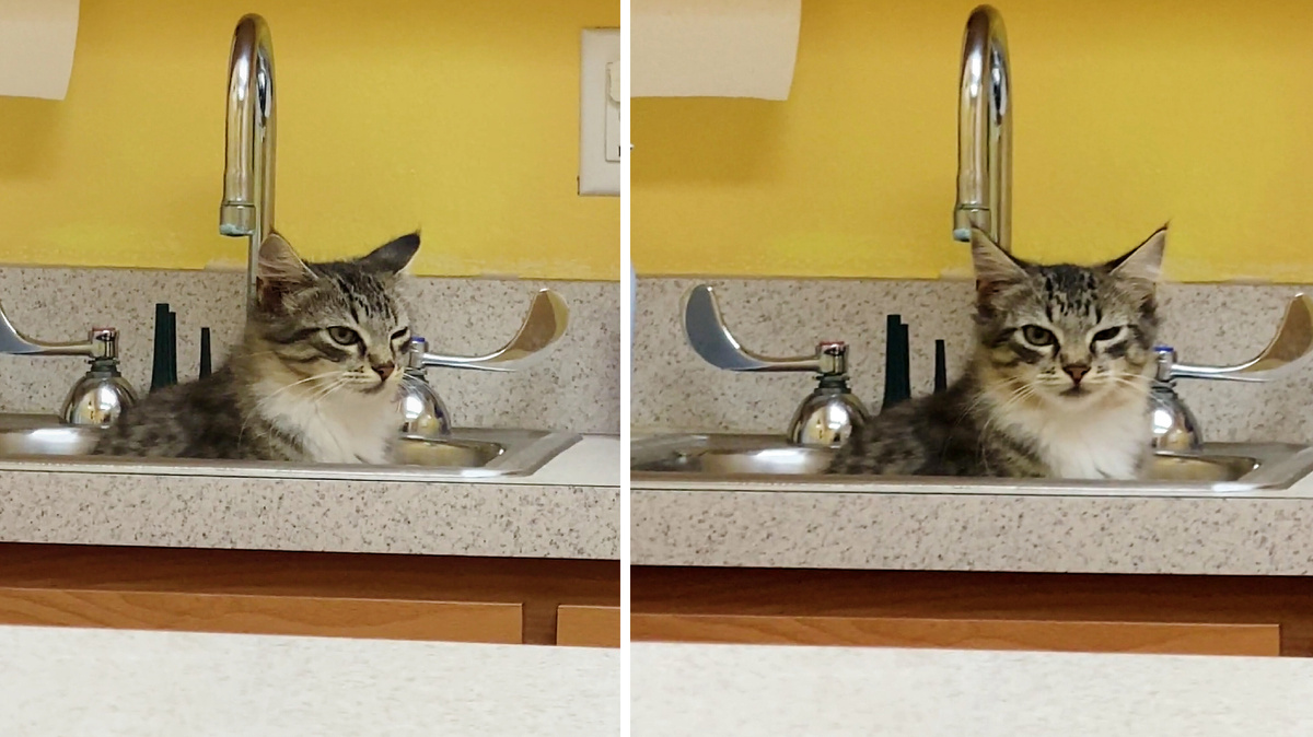 Прости, хозяин, но ты слишком долго чистил мой лоток