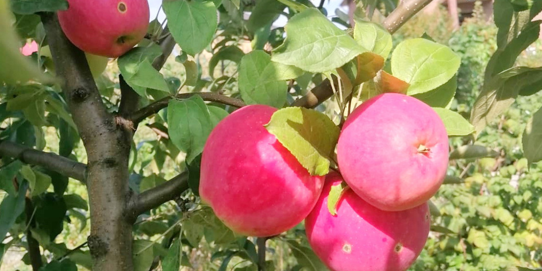 Удобряю яблони 3 способами сразу после уборки урожая. Соседка не верила результату целых 2 года