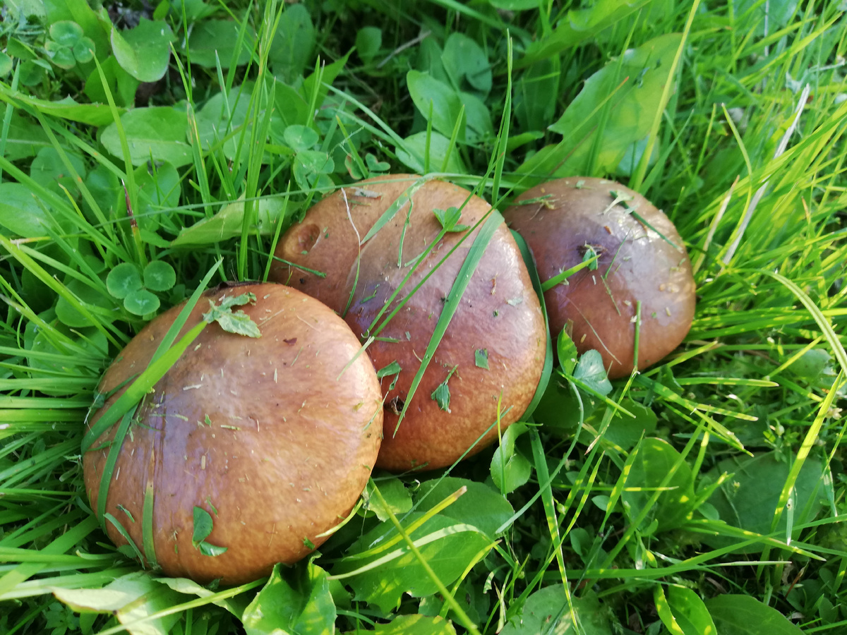 А эти грибочки выросли прямо на участке. 