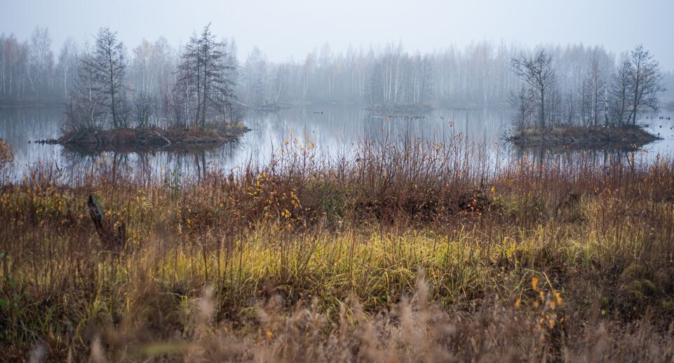    Шатурские болота / Медиасток.рф