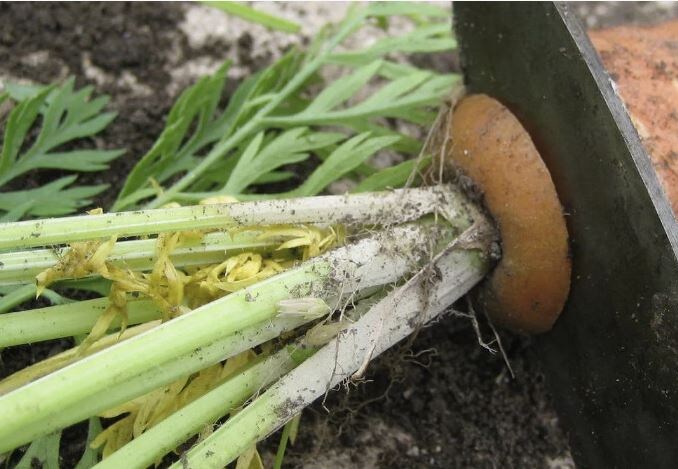 Обрезать ли ботву у моркови? Главная ошибка, которая губит весь урожай