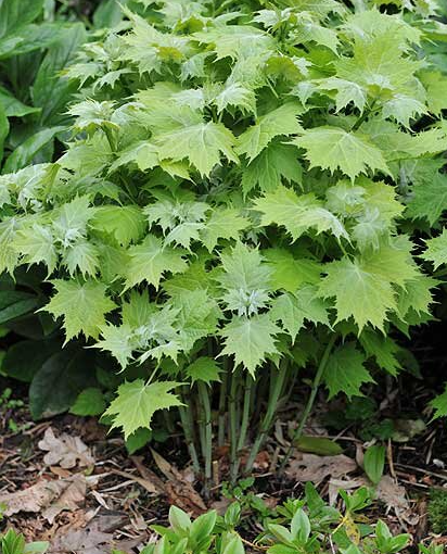 Выглядит очень мило, даже когда не цветет.
