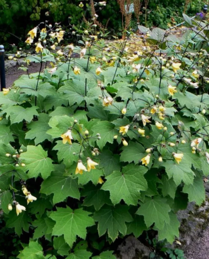 А это когда цветет..