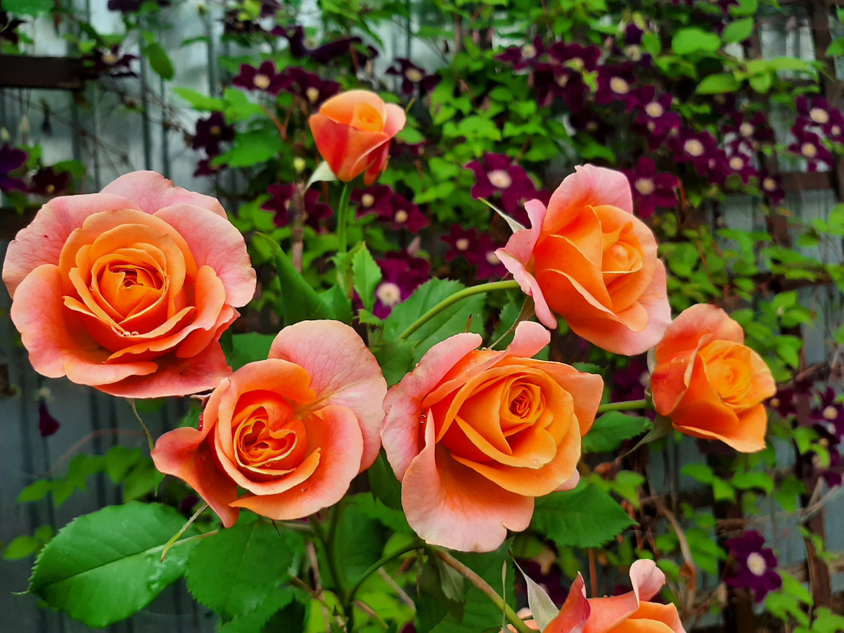 Роза La Villa Cotta