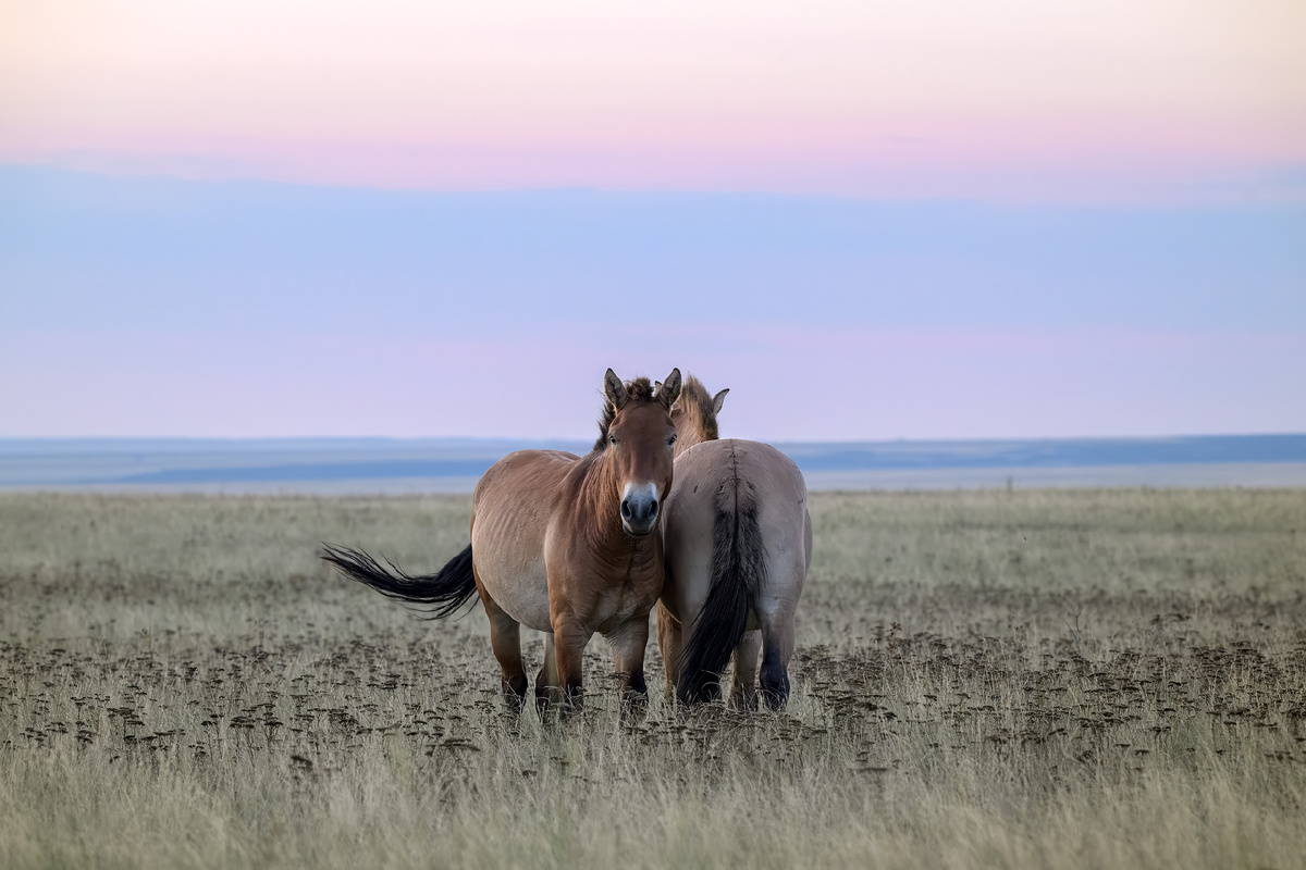 Пока не встало солнце (Лошади Пржевальского)