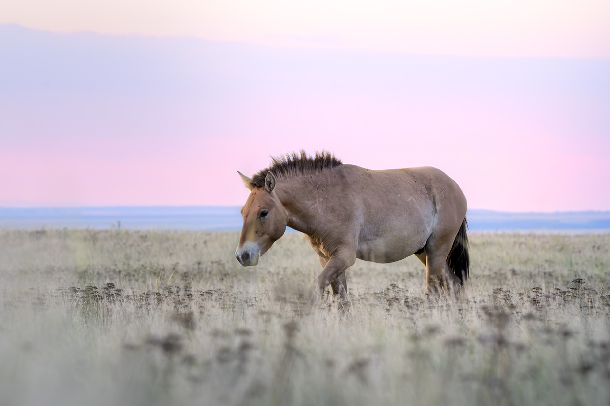 Если присмотреться, предрассветное небо немного напоминает наш Российский флаг
