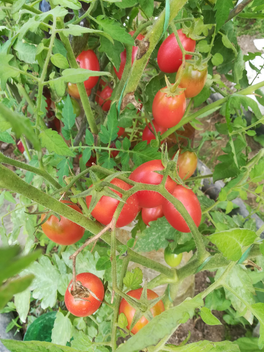 Куст буквально увешен плодами