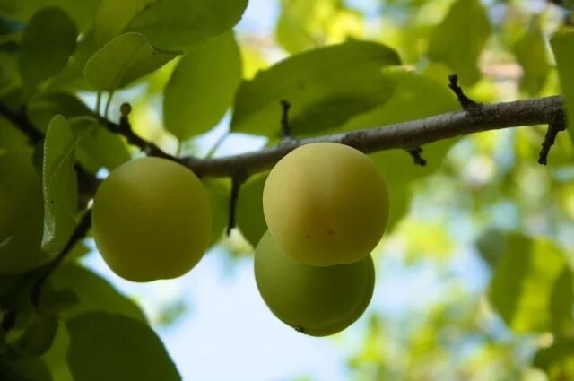    Когда собирать зеленую сливу в 2025 году?