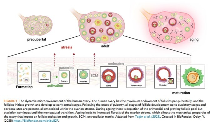РИСУНОК 1. Динамическая микросреда яичника человека. Яичник человека максимально обеспечен фолликулами в препубертатном периоде, и фолликулы начинают рост и развиваются до ранних антральных стадий. После наступления половой зрелости присутствуют все стадии развития фолликула, вплоть до овуляторных стадий и желтых тел, все они заключены в строму яичника. С возрастом происходит истощение пула примордиальных и растущих фолликулов, но овуляция продолжается до менопаузального перехода. Старение приводит к усилению фиброза стромы яичника, что влияет на механические свойства яичника, которые, в свою очередь, влияют на активацию и рост фолликулов. ВКМ — внеклеточный матрикс.