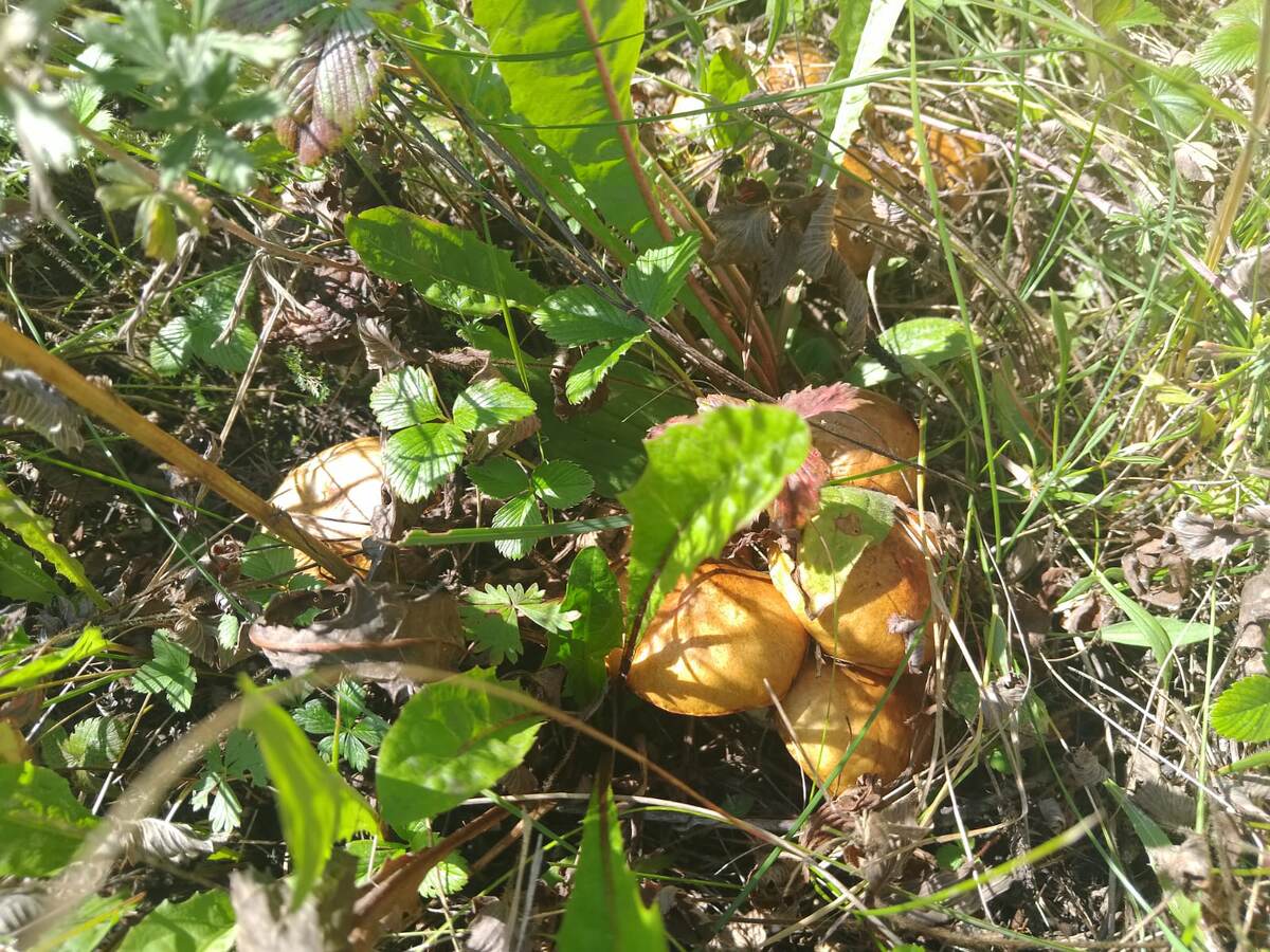 Фото автора, набрали грибочков