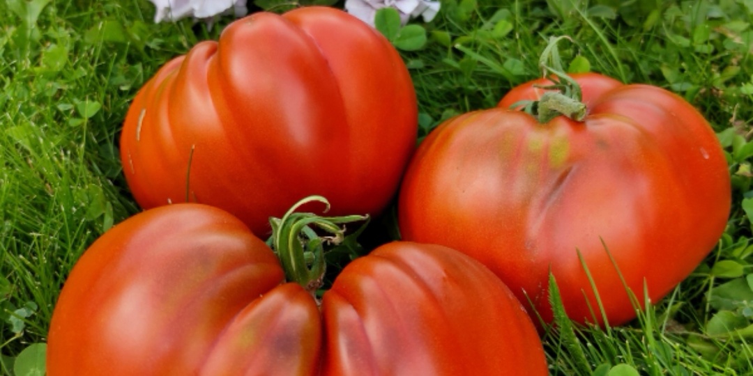 Новый Каталог томатов 2025-2026 год. Лучшие сорта томатов