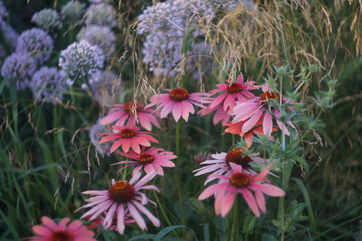 'Поллинейшен Оранж'