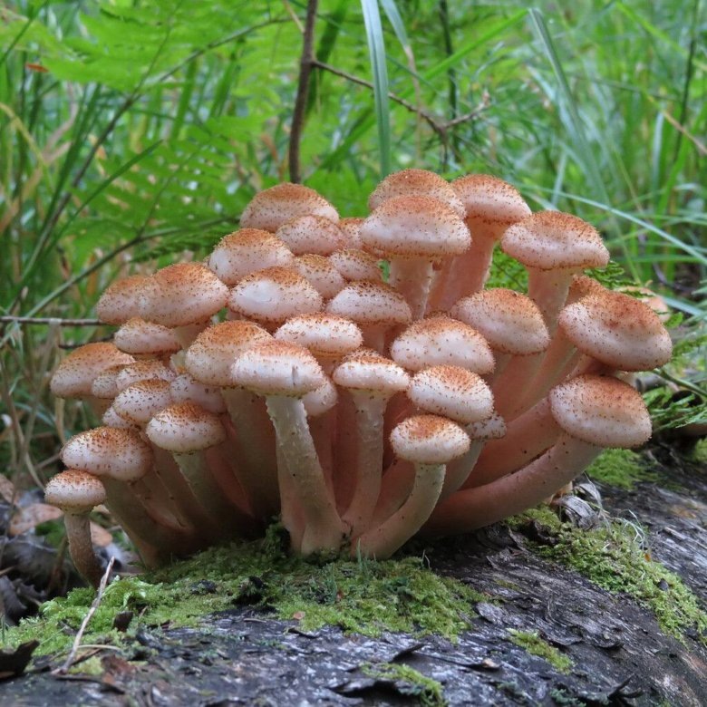 Фото: Яндекс Картинки