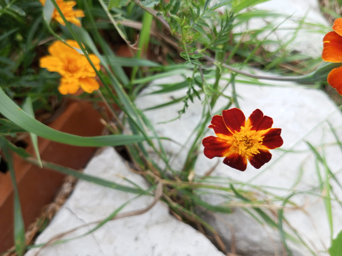 Невозмутимые бархатцы. Пробьются и между камней. Фото автора.