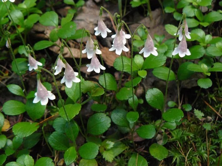 Фото не моё, взято отсюда: http://nko-revival.ru/linneya-severnaya/